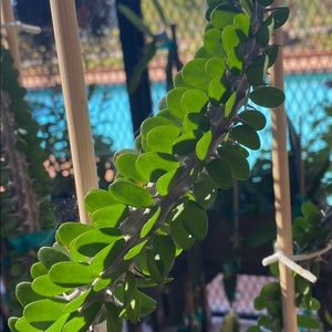 Madagascar Ocotillo Plant cutting 21 inches tall